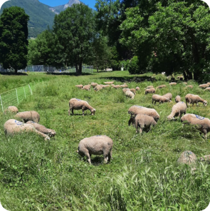 Préserver et accroitre la nature en ville Préserver et accroitre la nature en ville